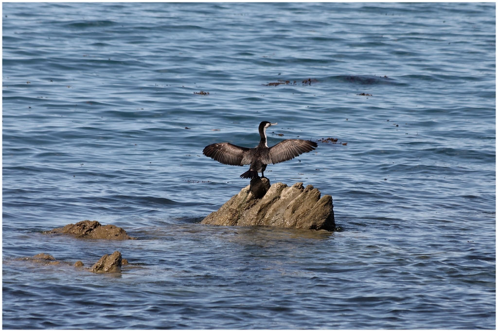 14 - Kaikoura (08).jpg